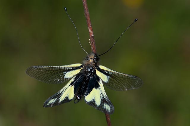 Libelloides coccajus